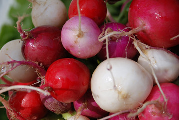 Radishes at the Farmer's Market, Pink, White and Red