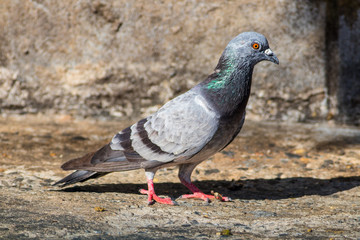 Dove standing on a cement floor.