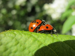Fototapeta na wymiar Ladybugs
