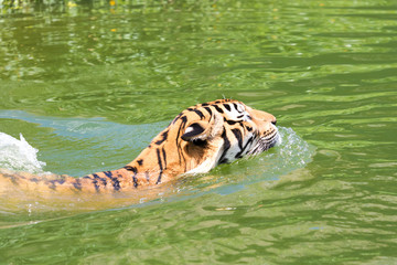 A tiger is swimming in a river..