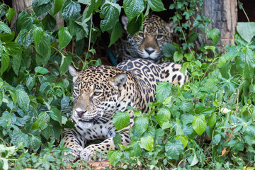 Jaguar in the Jungle