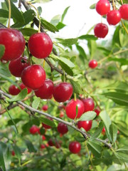 Ripe cherry