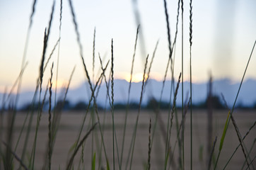 Looking through the long grass of the meadow at the evening summer sun. 