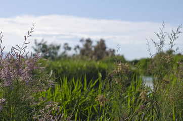 The tall grass at the wetland area of the great salt lake in utah. 