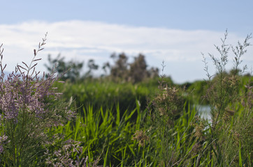 Obraz premium The tall grass at the wetland area of the great salt lake in utah. 