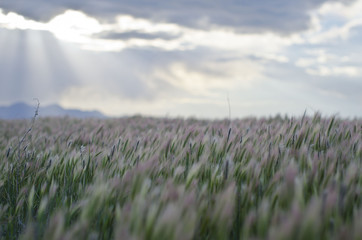 The soft rolling grass in the grassland area of the great salt lake in utah. 