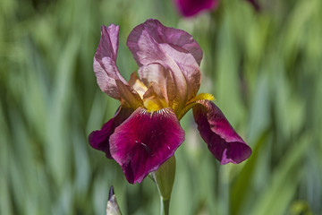 Sch&ouml;ne purpurrote Iris