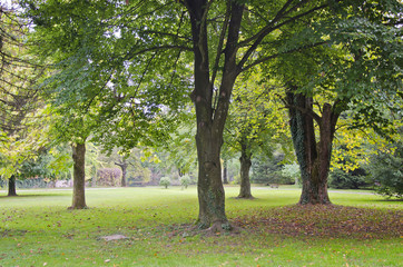 Naklejka premium Drzewa i cień od letniego słońca w parku w letni dzień.
