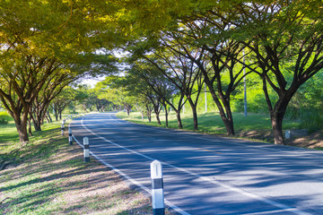 Trees and road tunnels