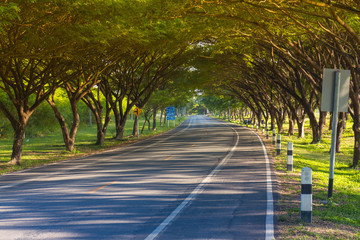 Trees and road tunnels