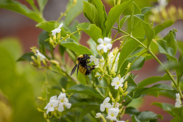 bumblebee Eating