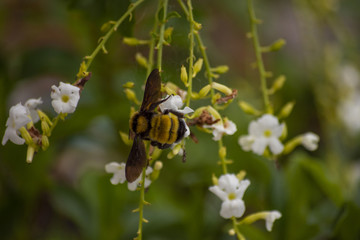 bumblebee Eating