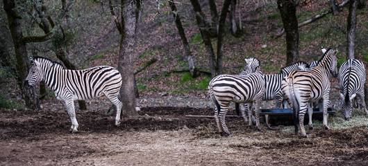 Fototapeta na wymiar Lone Zebra facing the other way - looking away - trendsetter