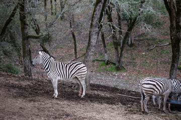 Fototapeta na wymiar Lone Zebra facing the other way - looking away - trendsetter