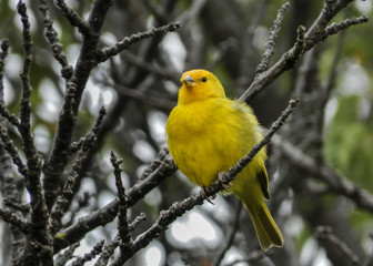 Fototapeta premium Sicalis flaveola