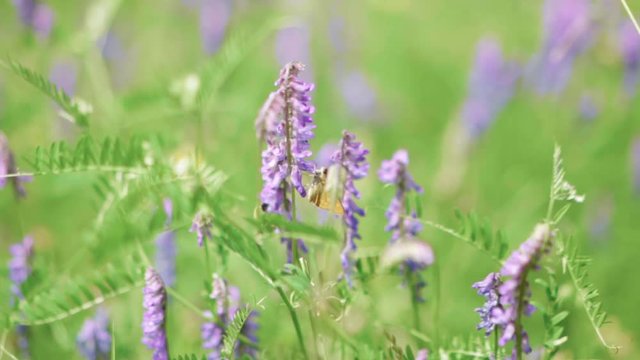 Bee and butterfly pollinate tall purple flowers in a meadow, Closeup