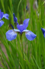 Papier Peint photo Lavable Iris Iris sibirica blue king flower in green grass vertical