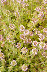 Common thyme blossoming plant