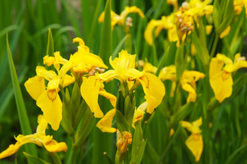 Iris pseudacorus yellow flowers with green grass