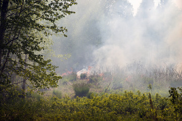 Wildfire in the meadow, smoke over the forest. Flame destroy green grass and trees.