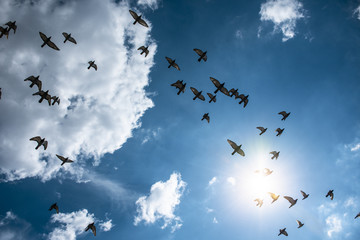 Birds Flying