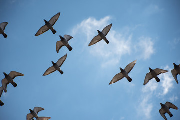 Birds Flying