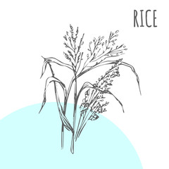 Rice vector sketch botanical plant for rice moisturizer or herbal cosmetic and medicine or cereal package