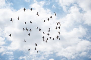 Birds Flying