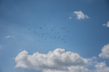 Birds Flying