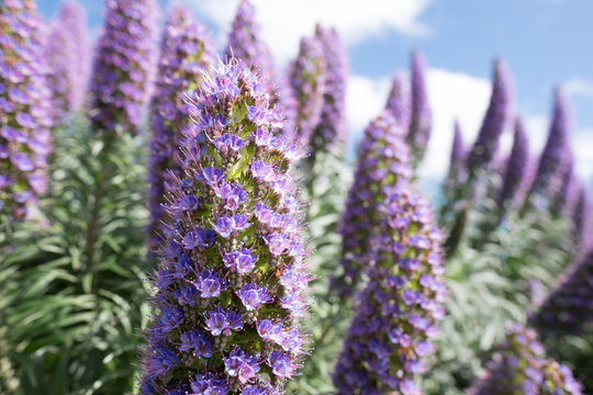 Tall budding Purple Flowers - California