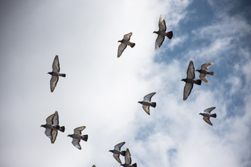 Birds Flying