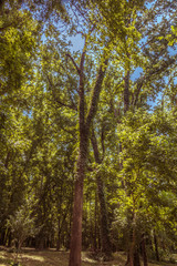 Tall Trees in Forest with Blue Skies