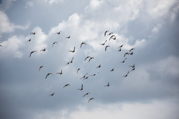 Birds Flying