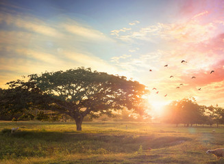 Nature background concept: Alone tree on meadow sunset. - obrazy, fototapety, plakaty