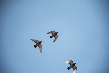 Birds Flying