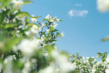 white little flowers