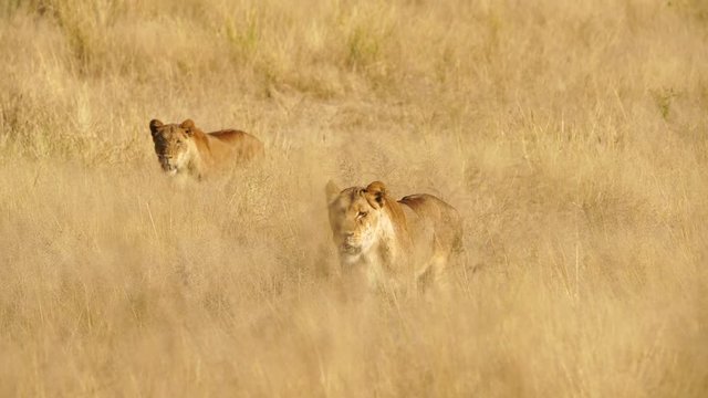 two female lions stalking and walking in the South African grass