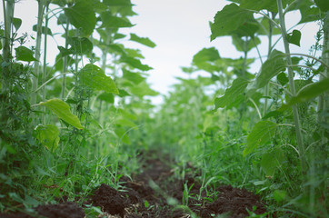 Young sunflower stems and soil close up photo.