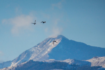 Birds flying towards mountains 