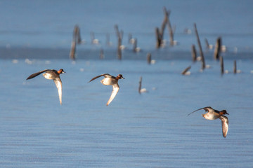Flock of wigeons