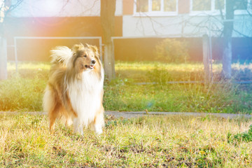 Collie dog in an autumn park