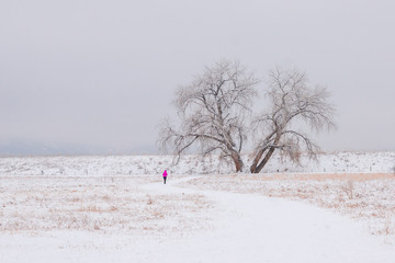 Simple winter scenery 