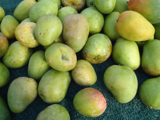Green and Yellow Mangos for sale at Market