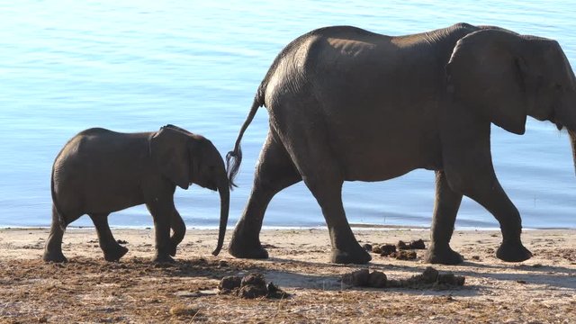 single file mother and baby elephant walking by river.