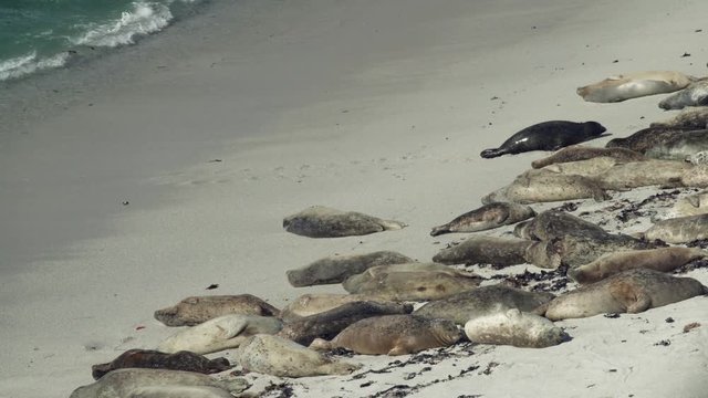 A seal scoots up the beach towards other sleeping seals.