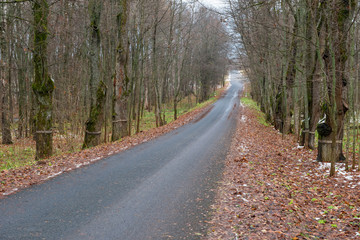 Obraz premium The elm alley. Late fall. The leaves fell, the first snow fell out
