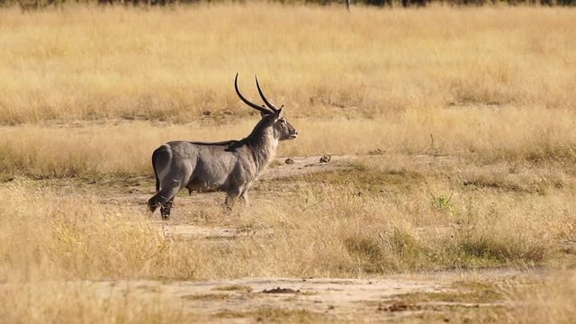 A waterbuck antelope walking in the tall savannah grass of Africa.