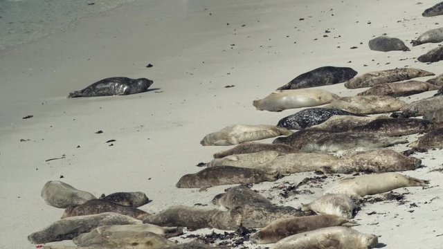 Two seals call to each other as they scoot up the beach out of the water.