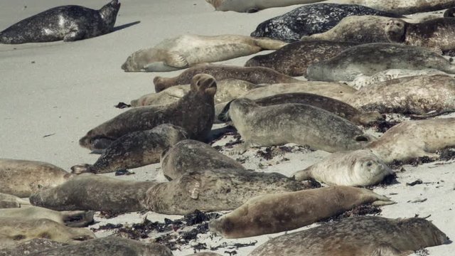 Seals jockey for space on a crowded beach full of sleeping seals.