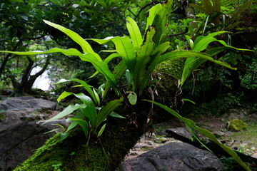 Ferns and other plants of the forest. Natural fern leaf decor closeup photo. Tropical greenery top view. Fern leaf pattern. Green foliage with green fern leaf.